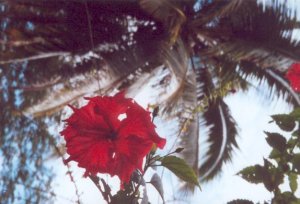 Hibiscusblüte Wantoat