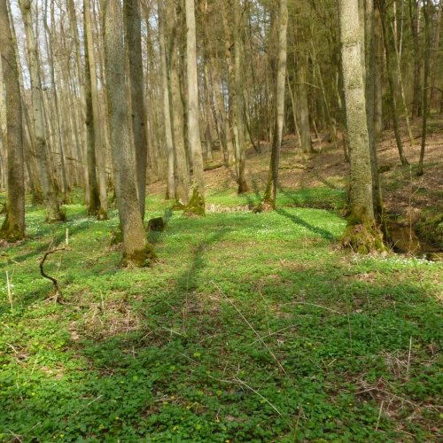 Veitswald